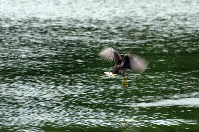 北海也有夜鹭飞(记实版) 北海也有夜鹭飞(记实版)