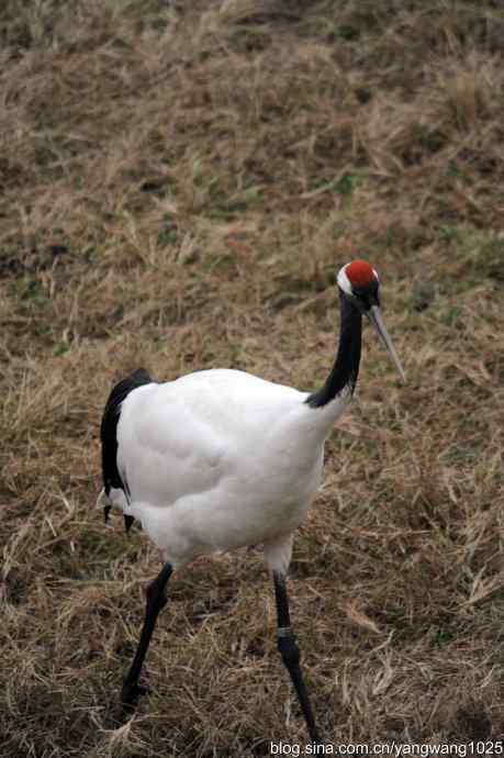 晚秋寻美 wbr wbr3