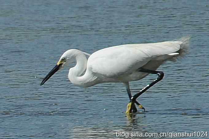 凌波仙子.白鹭海滨写真(北戴河)