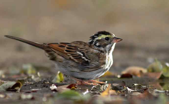 你不是归人&nbsp;是个过客（黄眉鵐一组）