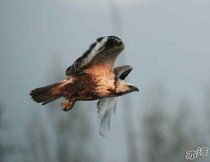 官厅水库 wbr路 wbr四种猛禽 官厅水库 wbr路 wbr四种猛禽