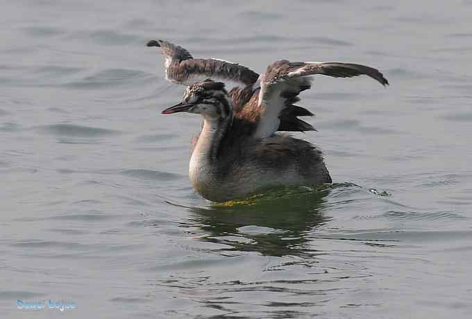 颐和园的凤头 颐和园的凤头