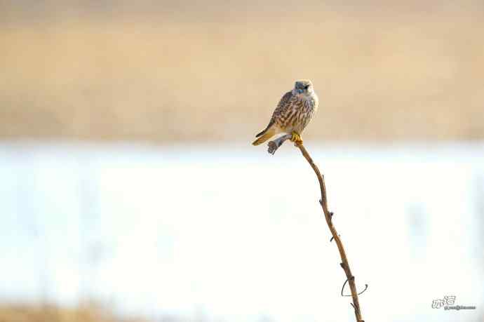【野鸭湖的鸟】灰背隼 【野鸭湖的鸟】灰背隼