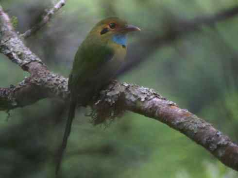 绝色攀禽：佛法僧目之翠鴗