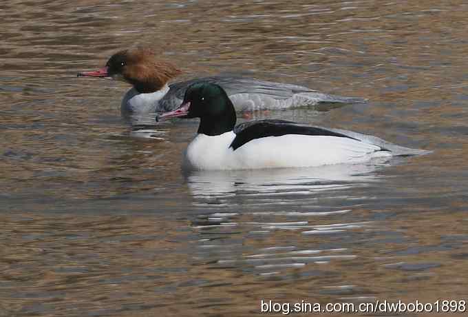 白河峡谷：鹮嘴儿小猫拍不够