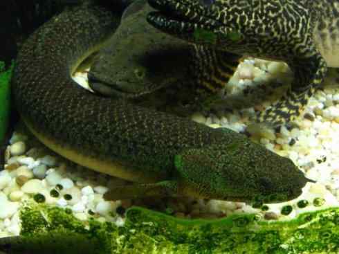 鱼类活化石:多鳍鱼 鱼类活化石:多鳍鱼