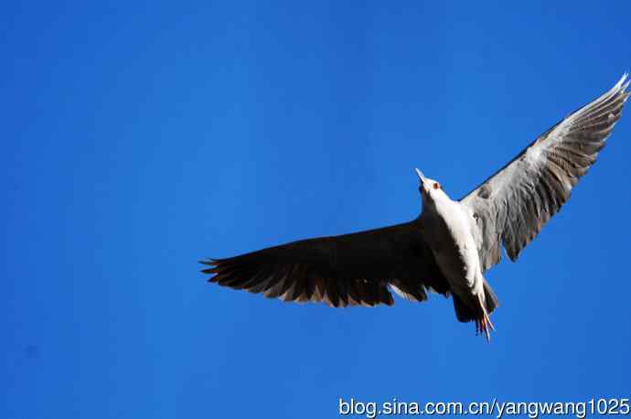 飞(夜鹭)42 飞(夜鹭)42