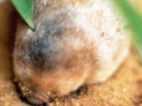 动物世界：山寨还是原创之十二