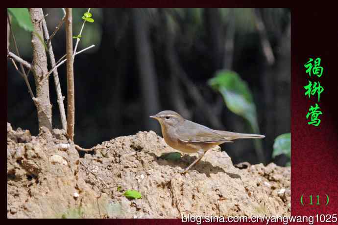 北京天坛公园的鸟类——褐柳莺(11)
