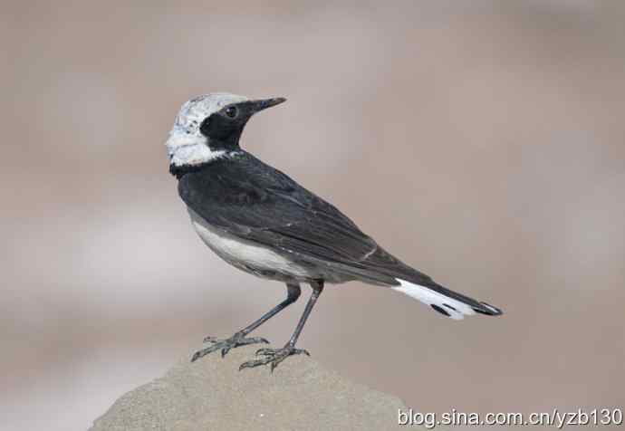 悬停，是一种尽职尽责（组图，22张图片）