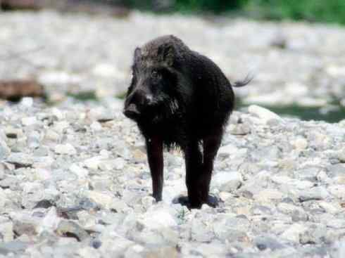 动物世界：山寨还是原创之四