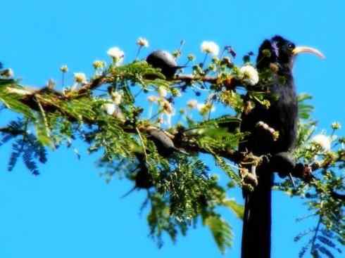 绝色攀禽:戴胜与林戴胜2 绝色攀禽:戴胜与林戴胜2