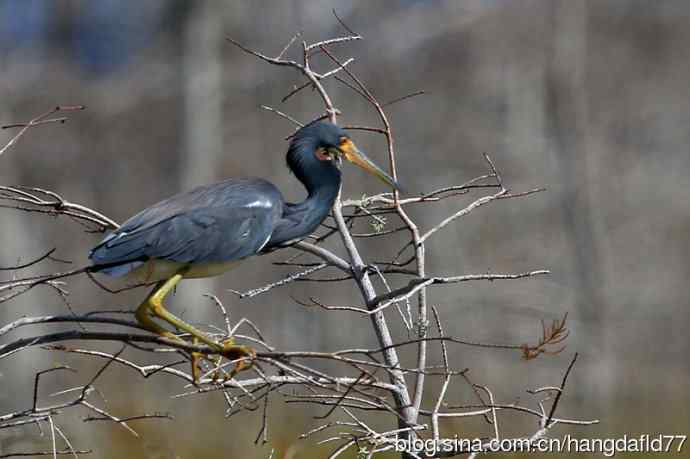 三色鹭(4) 三色鹭(4)