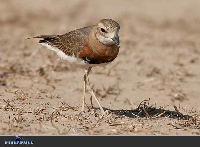 东方鸻小憩野鸭湖