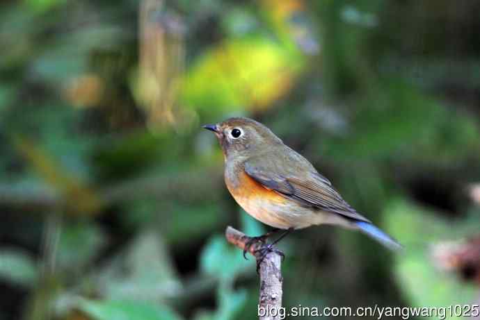 雌性红胁蓝尾鸲（48）