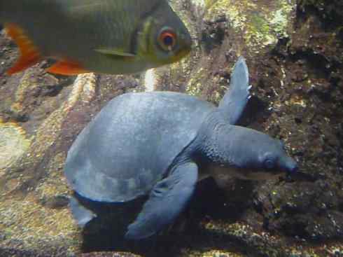 玄武:传说的兽原型探秘(平胸龟) 玄武:传说的兽原型探秘(平胸龟)