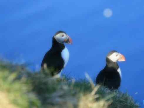 猎奇:奇特的鸟喙之七 猎奇:奇特的鸟喙之七