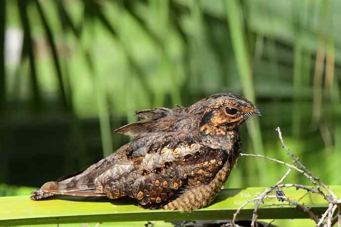中秋节收获普通夜鹰