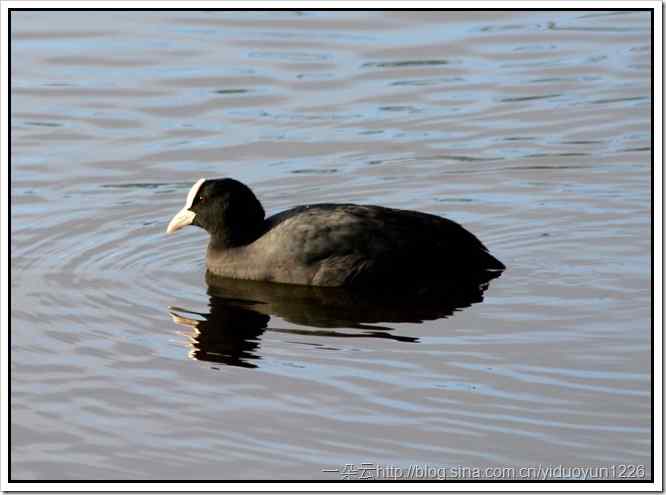野外打鸟之三十二 古城堡的骨顶鸡和凤头潜鸭