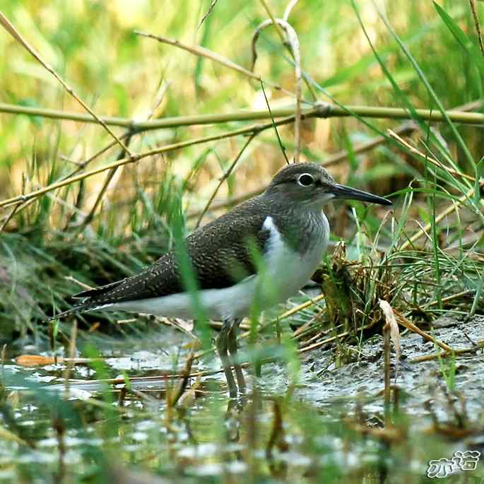 圆明园&nbsp;wbr路&nbsp;wbr白腰草鹬和矶鹬