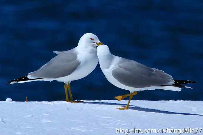 环嘴鸥（5）