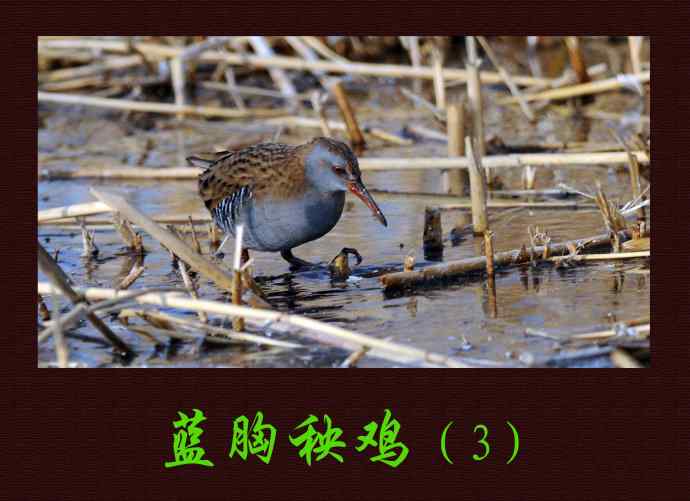 北京奥森公园的鸟类——蓝胸秧鸡（3）