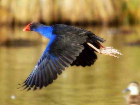 奇特的盔：紫水鸡