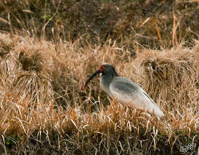 朱鹮&nbsp;wbr路&nbsp;wbr吉祥之鸟