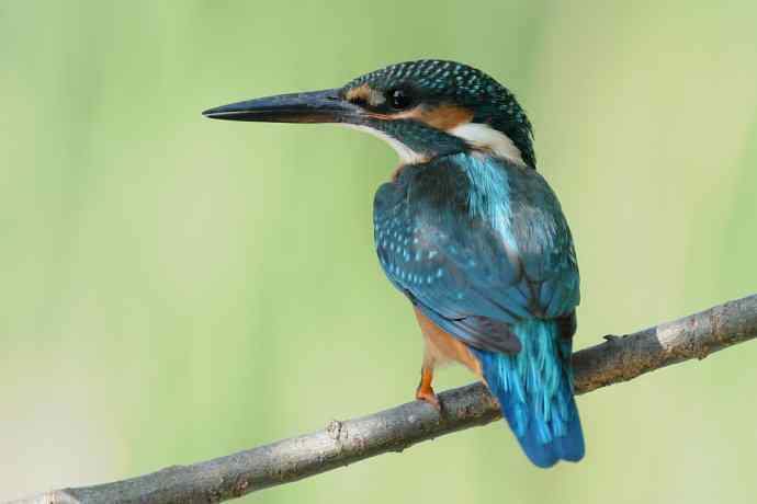 翠鸟宴鱼图 翠鸟宴鱼图