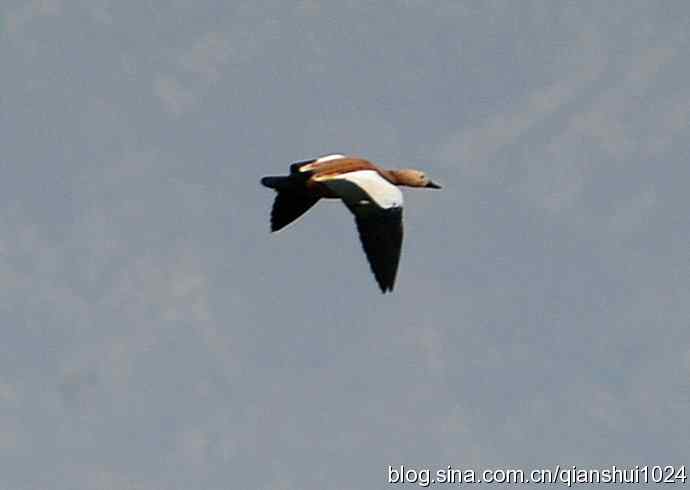 空中盘旋.赤麻鸭白天鹅(官厅水库)