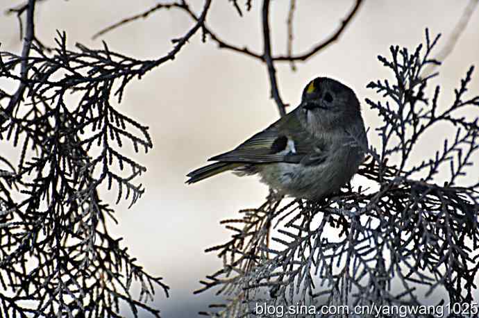 柏树丛中的戴菊 wbr2