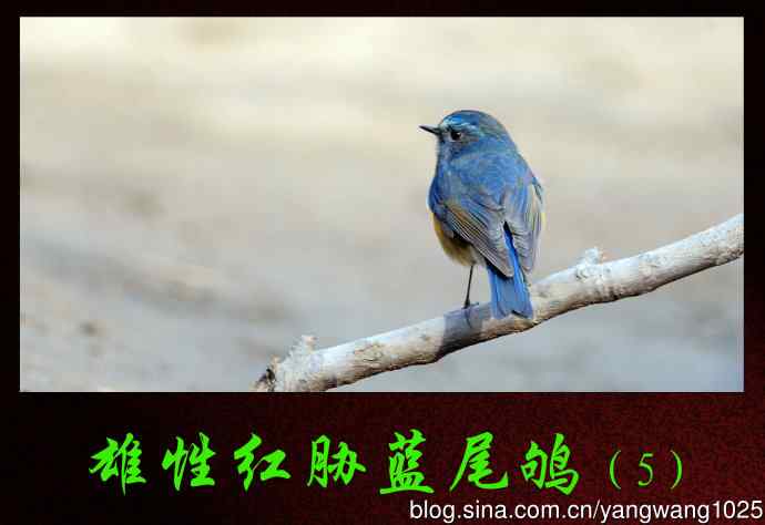 北京天坛公园的鸟类——雄性红胁蓝尾鸲（5）