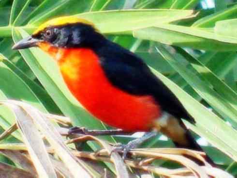 美丽无罪：雀鸟之丛伯劳