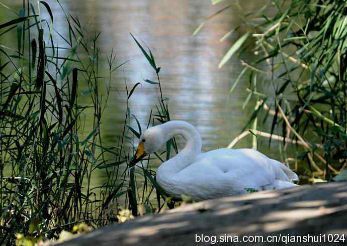 白天鹅.悠然自得(动物园)