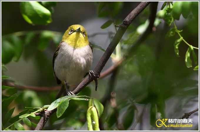暗绿绣眼一组【照片】