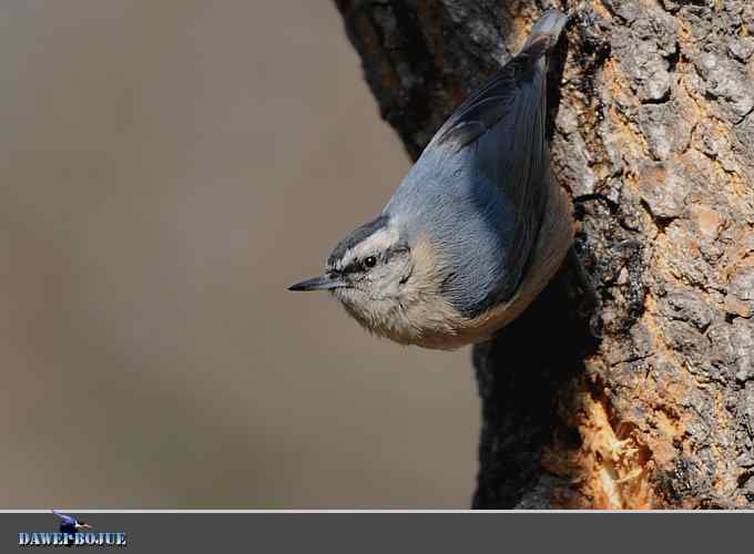 植物园的黑头鳾