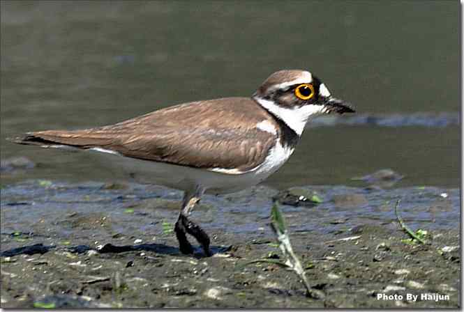  点击图片或使用键盘← →翻页