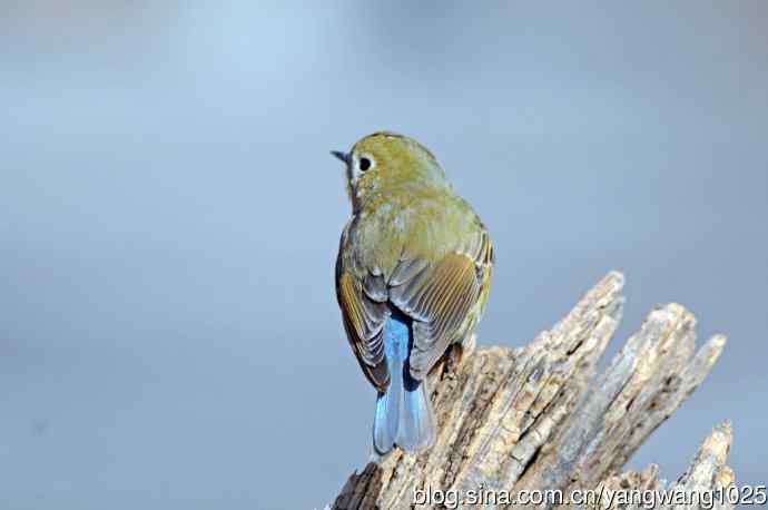 雌性红胁蓝尾鸲（28）