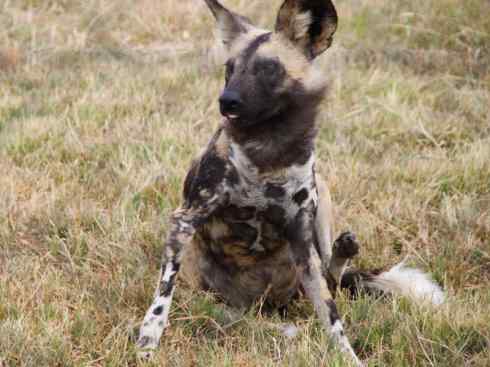 犬科：薮犬亚科非洲野犬属之非洲野犬