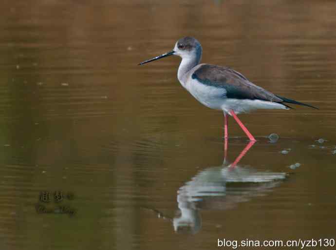 亭亭玉立的花季少女鈥斺斆劳瑞郑ㄗ橥迹10张图片）