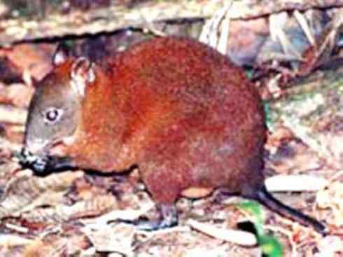 动物世界：山寨还是原创之八