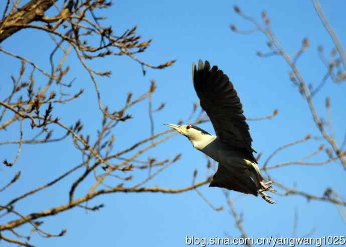 落向枝头的夜鹭（1）
