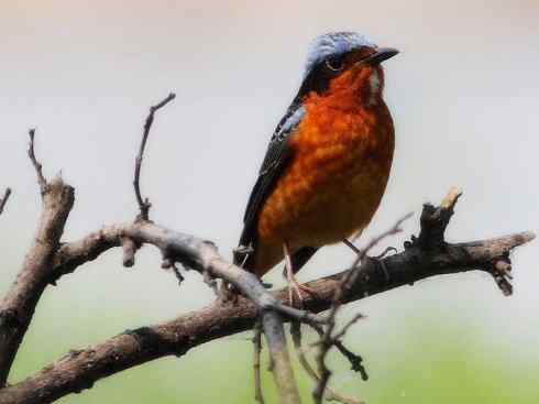 美丽无罪:雀鸟之矶鸫 美丽无罪:雀鸟之矶鸫