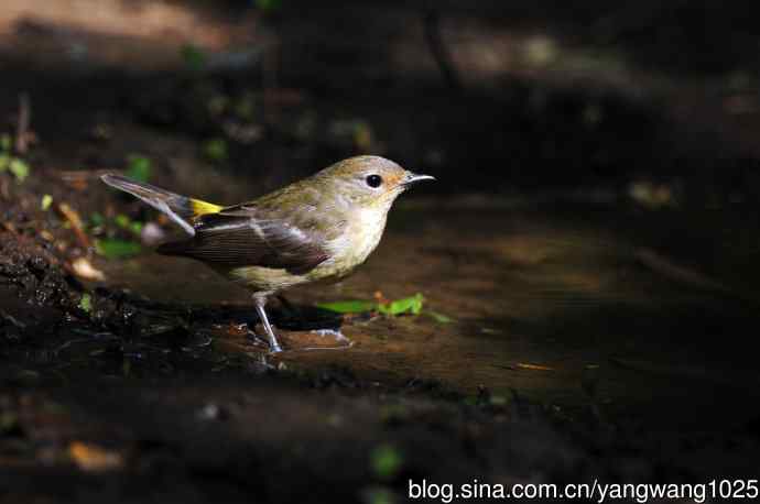 雌性白眉姬鹟（3）