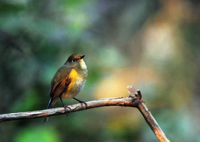 雌性红胁蓝尾鸲(6) 雌性红胁蓝尾鸲(6)