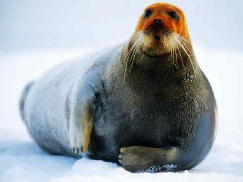 自然奇观：动物大迁徙(鳍足类)