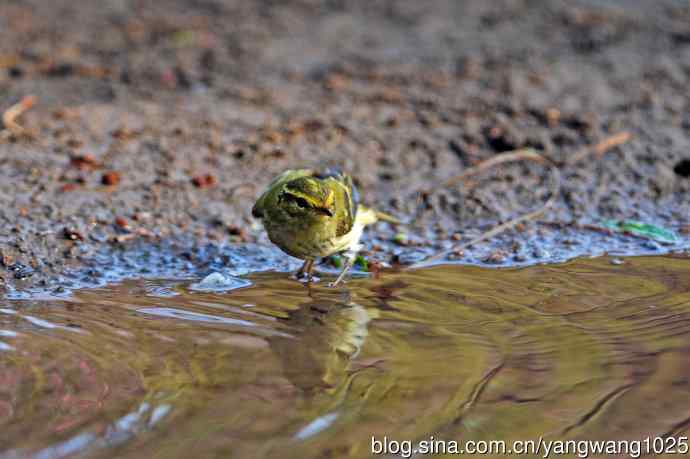 黄腰柳莺(19) 黄腰柳莺(19)
