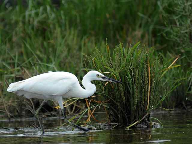 北戴河湿地演绎鸥鹭风情