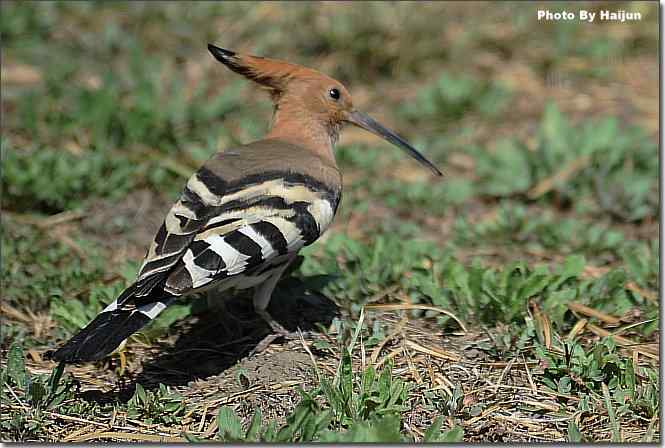  点击图片或使用键盘← →翻页