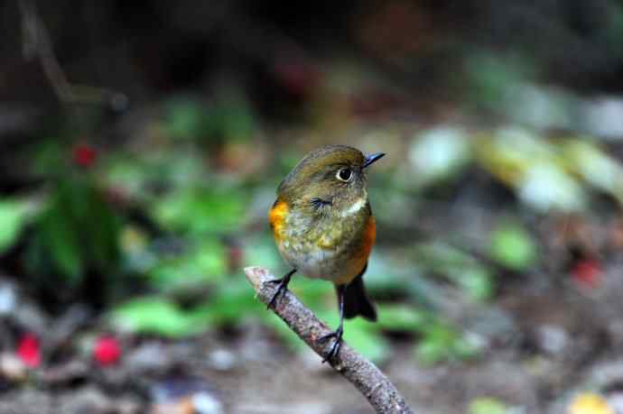 雌性红胁蓝尾鸲(6) 雌性红胁蓝尾鸲(6)